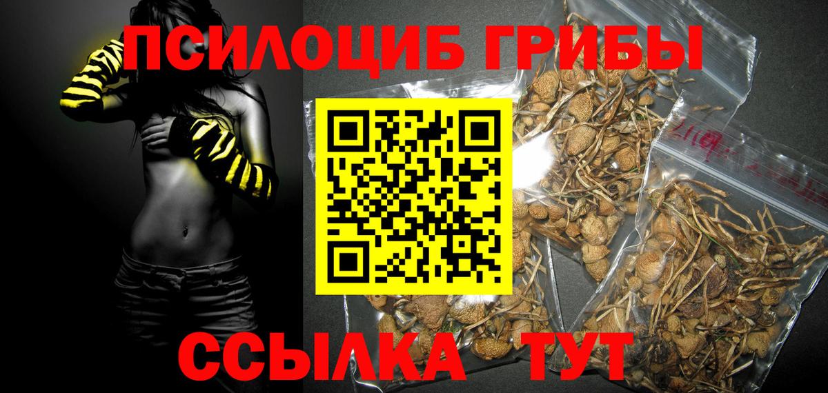 Галлюциногенные грибы Psilocybine cubensis Егорьевск